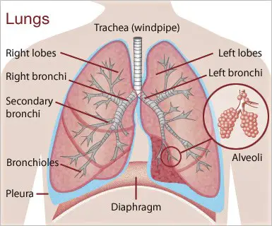 Diagram of lungs and diaphragm