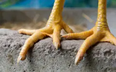 old chicken feet need a pedicure