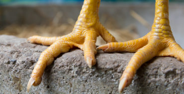 old chicken feet need a pedicure