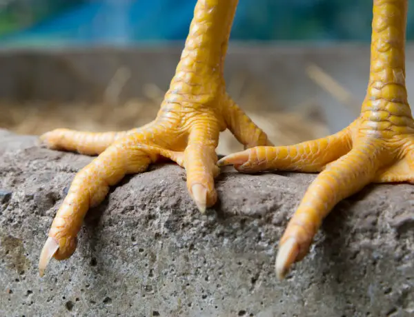 old chicken feet need a pedicure