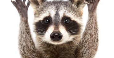 raccoon breaking and entering