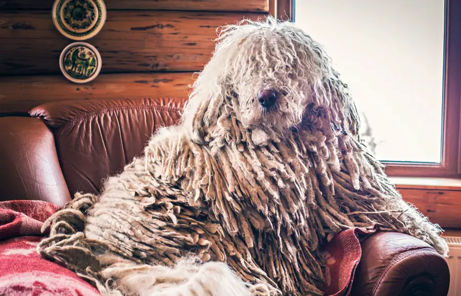 dog looks like a mop