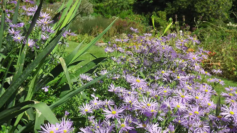 Cotehele garden