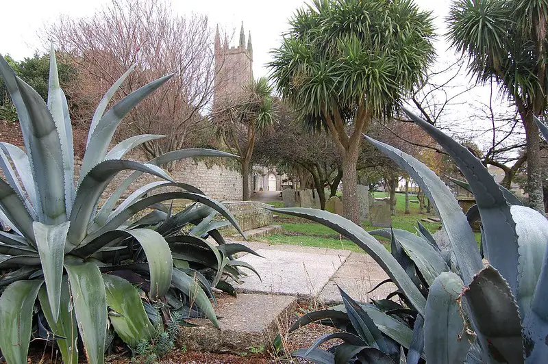 Palms in Penzance Cornwall