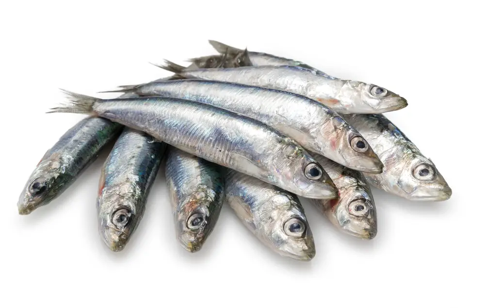 Pilchards