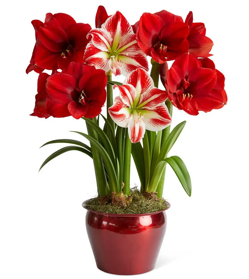 Merry Trio Amaryllis