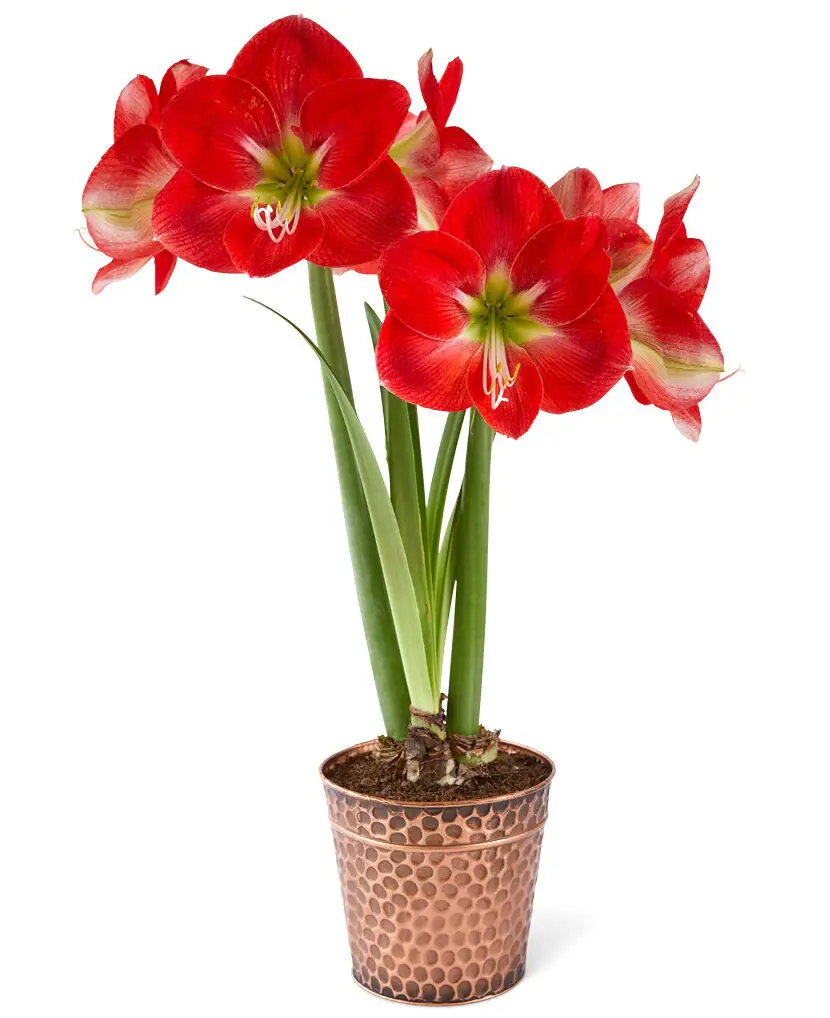 Amaryllis Monaco