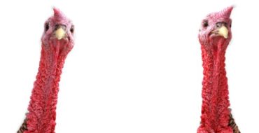 Turkey heads