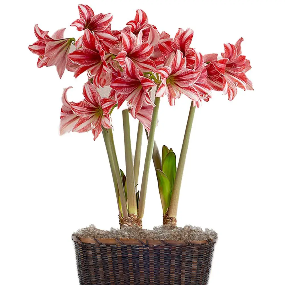 White Flower Farm Pajama Party Amaryllis