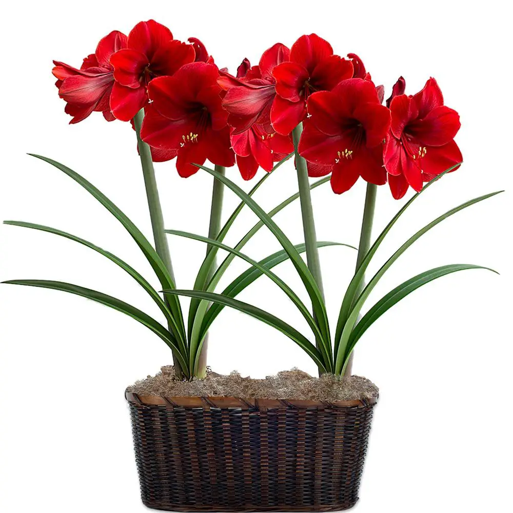 Whit Flower Farm Red Label Amaryllis