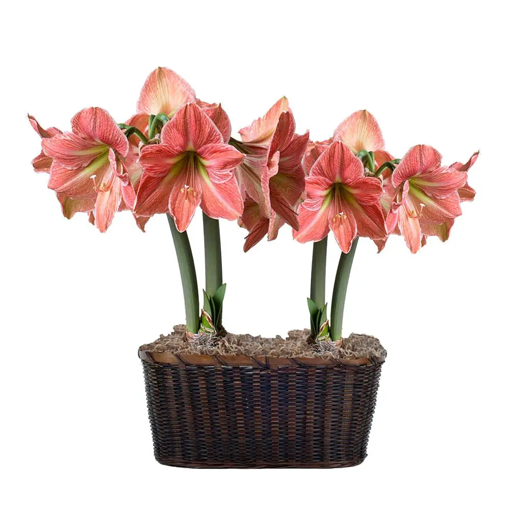 White Flower Farm Terracotta Star Amaryllis