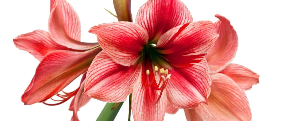 Amaryllis pink shades