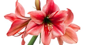 Amaryllis pink shades