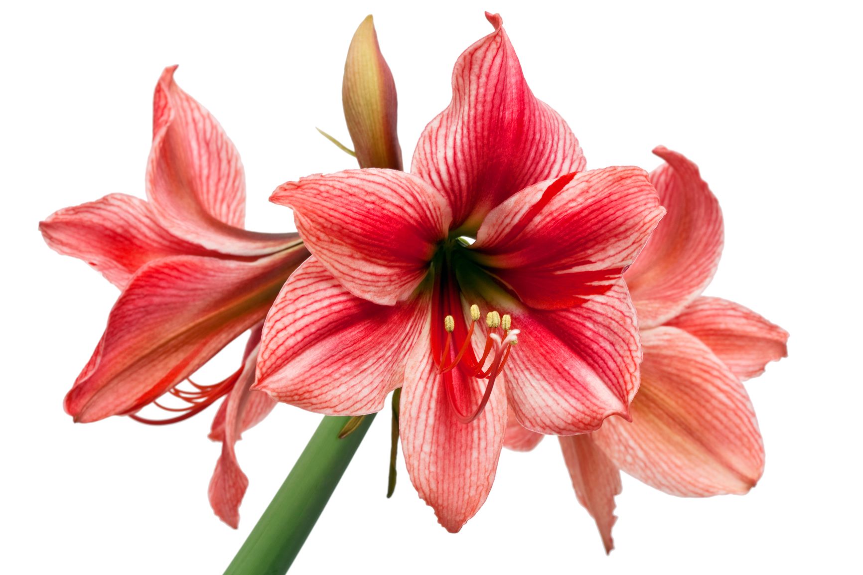 Amaryllis pink shades