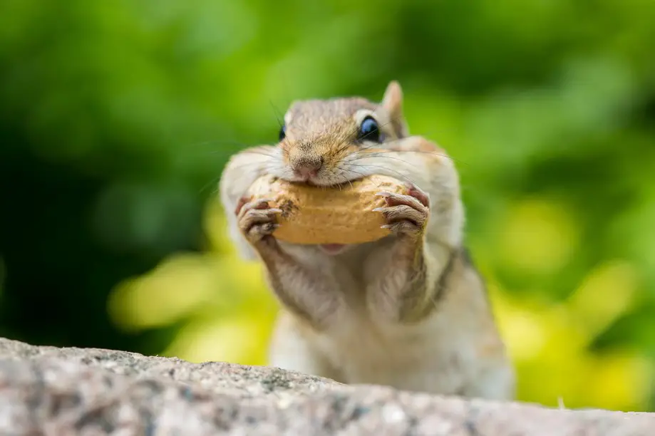 Chipmunk eating nuts