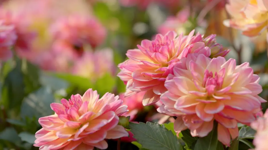 Dahlias flowers for cutting garden