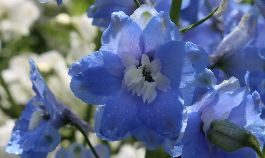 Larkspur easy to grow flower for cutting garden