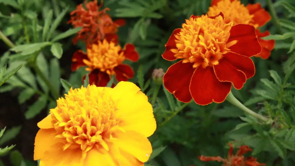 Marigolds easy to grow flowers