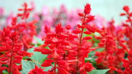 Salvias easy to grow flowers for cutting garden