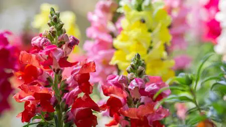 Snapdragons easy to grow flowers fpr cutting garden