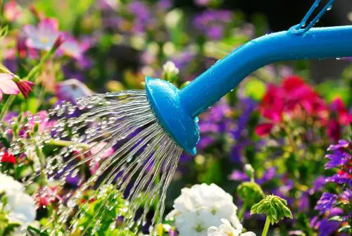 easy flowers garden watering can