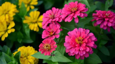 zinnias are easy to grow flowers for a cutting garden