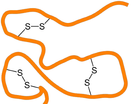 Disulphide bridges in protein