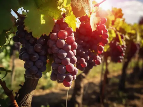 Red grapes ready to harvest