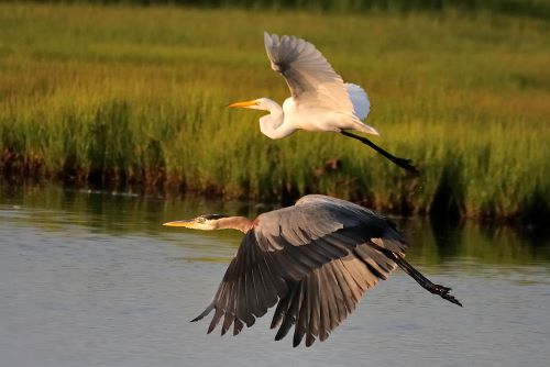 Cape May migrating birds