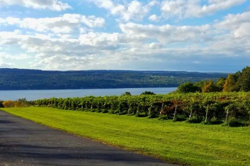 Vineyards in the Finger Lakes