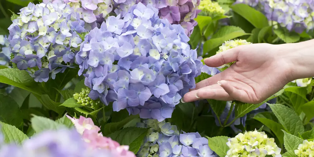Woman's hand reaching out to hydrangea