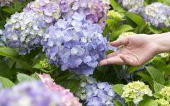 Woman's hand reaching out to hydrangea