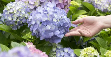 Woman's hand reaching out to hydrangea