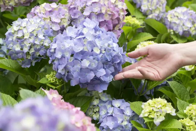 Woman's hand reaching out to hydrangea