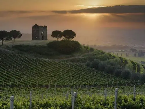 View of Pallavicini vineyard