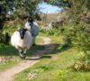 Black faced sheep on walking path in England