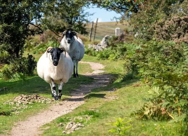 Black faced sheep on walking path in England