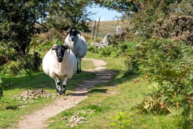 Black faced sheep on walking path in England